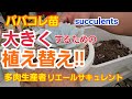【多肉植物】大きくするための植え替え‼️ パパコレ苗🎵