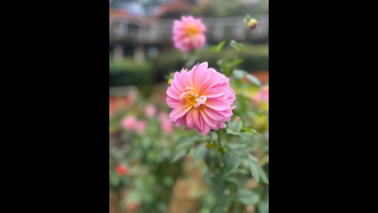 Hello everyone 😅GOOD MORNING ☺️