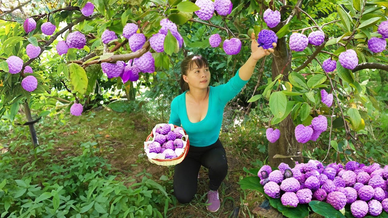 Harvest Custard Apple Fruit Goes to market sell, Raising pigs, Chickens and ducks | Tiểu Vân Daily
