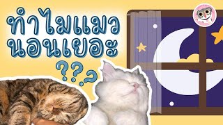 ทำไมแมวนอนเยอะ? By Sweet Cat Farm