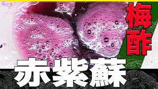 【赤紫蘇】プロが簡単に梅酢が出来る簡単なコツ教えます！