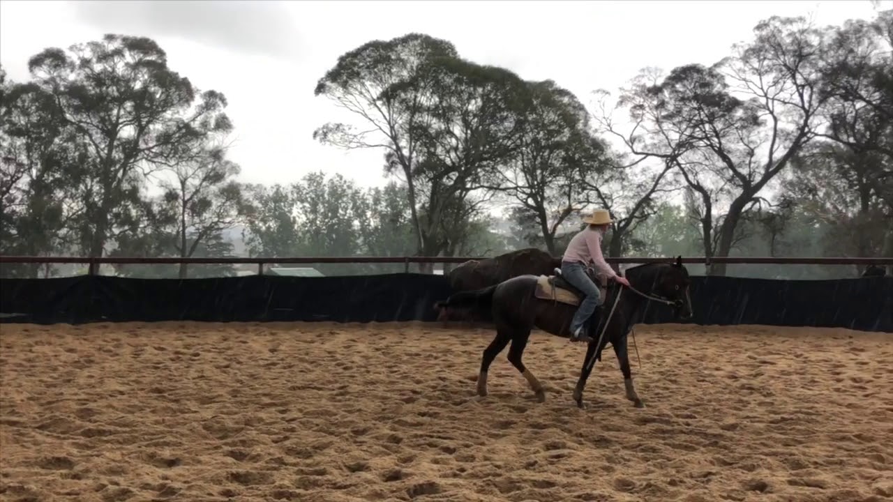 Amac Adele Lot 574 2019 Landmark Classic Sale YouTube