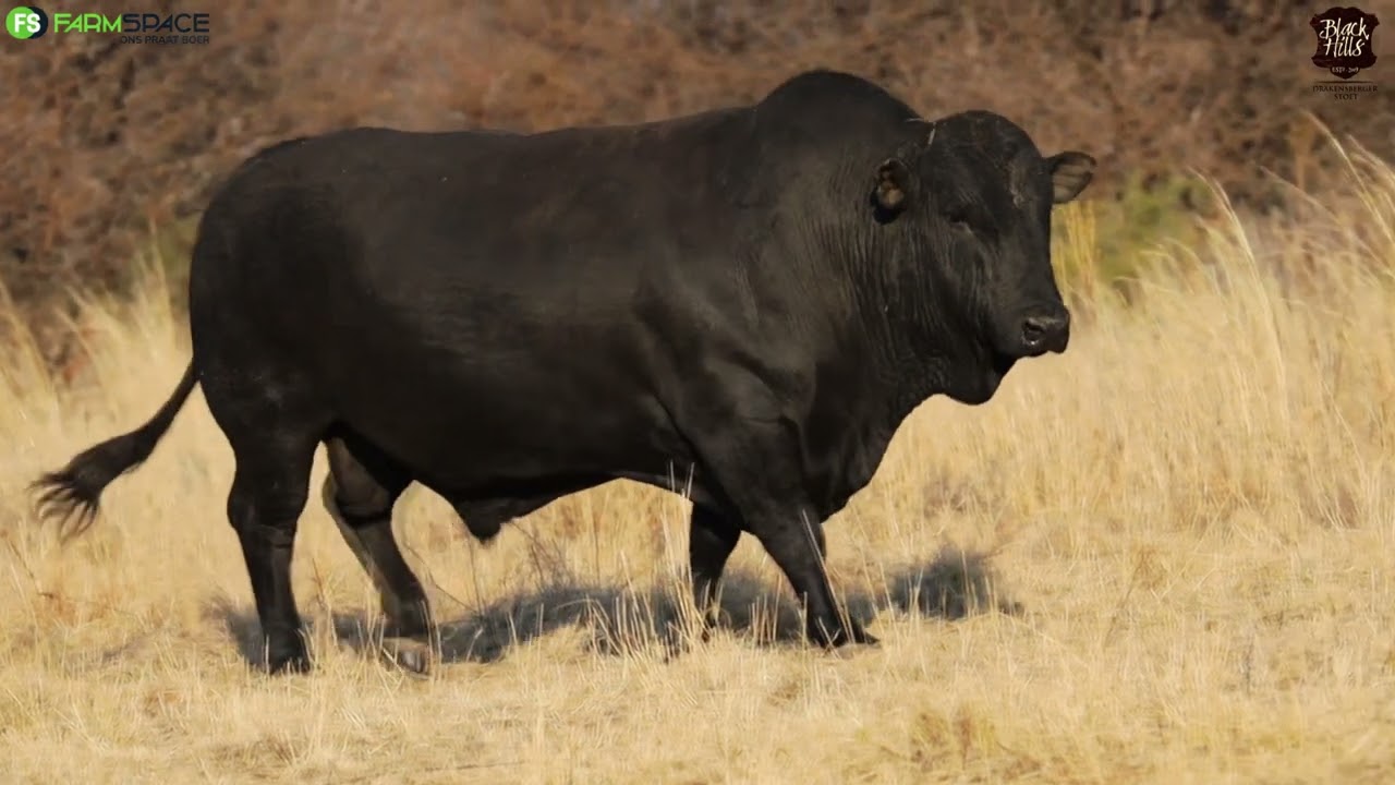 Black Hills Drakensberger bul bespreking met Pikkie Uys.