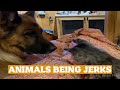 ANIMALS BEING JERKS #1