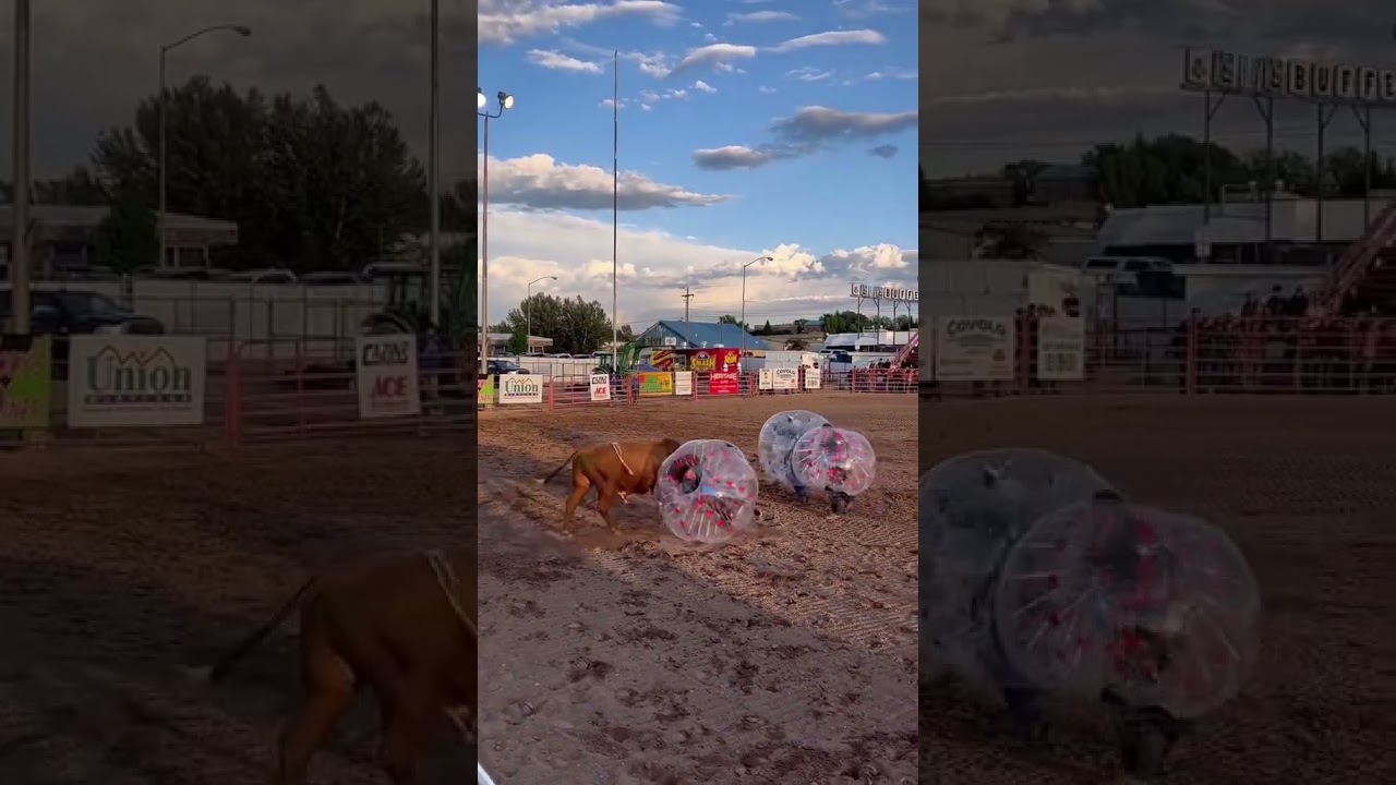 Shock! Bull Riding Viral Video 
