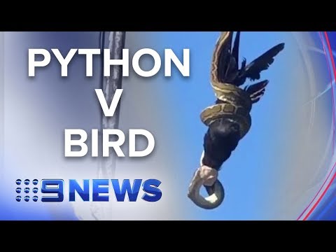 Video: Apakah currawong memakan burung lain?