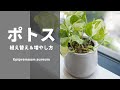 【初心者さんでも簡単】ひょろひょろ「ポトス」を救済！植え替え＆増やし方【間延び・根詰まり・仕立直し】