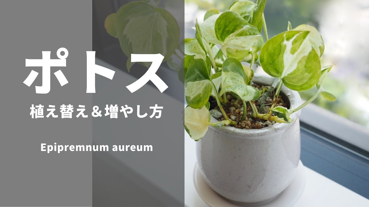 間延びしたポトス 植え替え方法 増やし方 ひょろひょろポトスを救済 植物属インテリア科