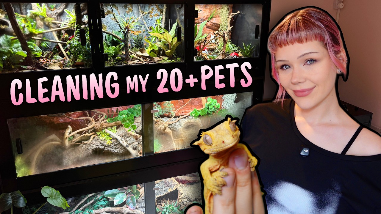 Deep Cleaning My Animal Room... - YouTube