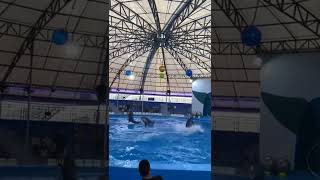 Dolphins Thailand 2 Travel Series