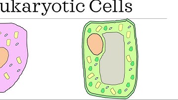 B1- Cells and Microscopy