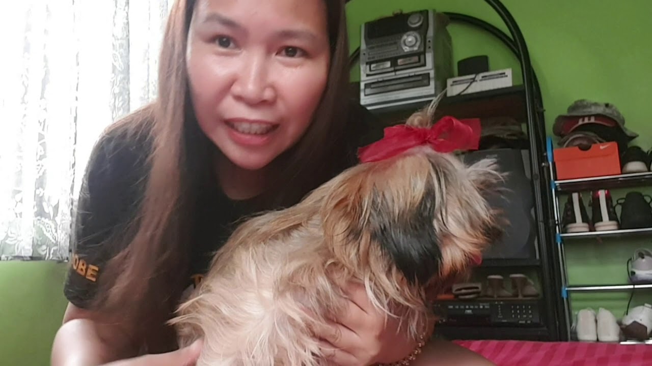 HEALTHY TIPS FOR PREGNANT SHIH TZU TAMANG VITAMINS,FOOD,AND EXERCISES