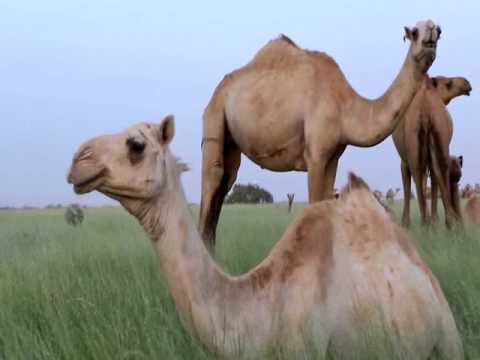 Puntland oo fasaxday dhul Daaqsimeedka dharoor ee gobolka Bari