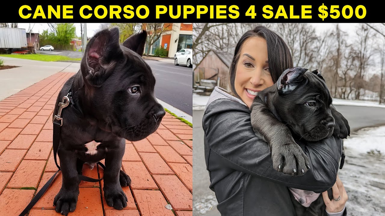 Cane Corso Puppies For Sale $500 - Scam