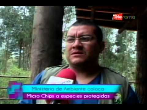 Ministerio de ambiente coloca micro chips a especies protegidas