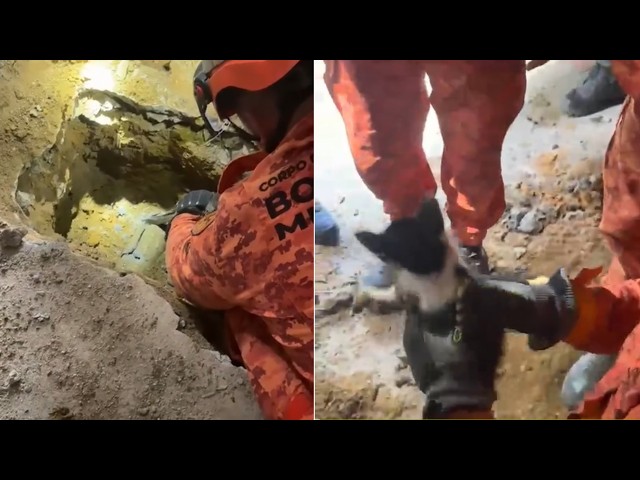 Bombeiros resgatam gato em tubulação em Agriões, em Teresópolis