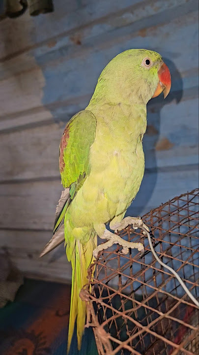 Mithu Cute Tota 🥰 #parrot #pets #animals #shorts #shortsfeed #petbird #greenparrot #talkingparrot