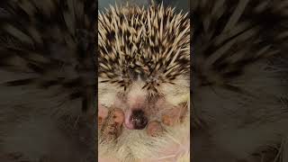 OUCH! Hedgehog's Quills Hurt!