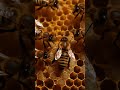 Ant vs Bee Who Has Better Communication