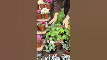 Using peony cages to support delphinium flowers