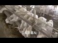 カシミヤ毛布製作