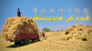 Gandum ki Harwesting | Wheat Harwesting Process | Village vlog