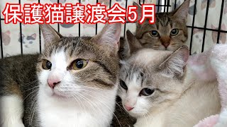【譲渡会】保護猫譲渡会2024年5月19日【群馬】