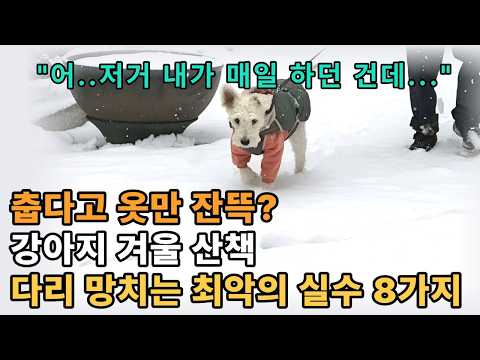 강아지 패딩 입히고 안심? 추위 피하려다 '이 고통'을 안겨주는 최악의 실수8가지