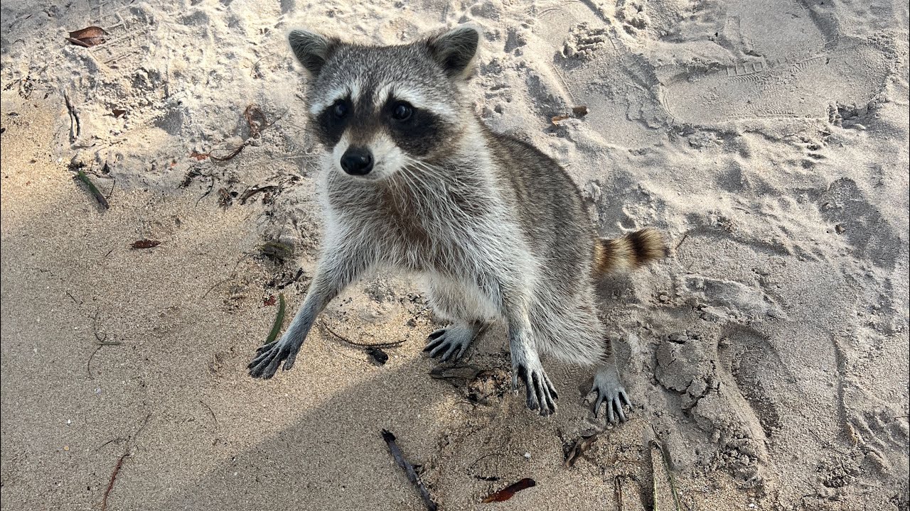 Visiting Raccoon Island in Miami and feeding Raccoons! YouTube