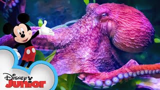 Octopus 🐙 | Disney Animals | Mickey Mouse Funhouse | ​@Disneyjunior​