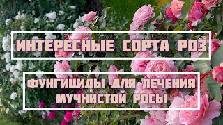 картинка: 2 июля 2025 г.