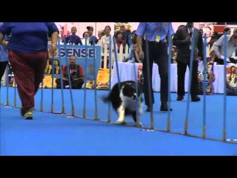 dog-sport,-weaving:-border-collie-shane-and-melissa,-winners-of-the-60-pole-weaving-challenge