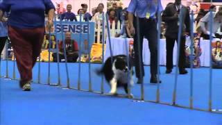 Dog Sport, weaving: Border Collie Shane and Melissa, winners of the 60 pole weaving challenge by Dog TV South Africa 863 views 12 years ago 26 seconds
