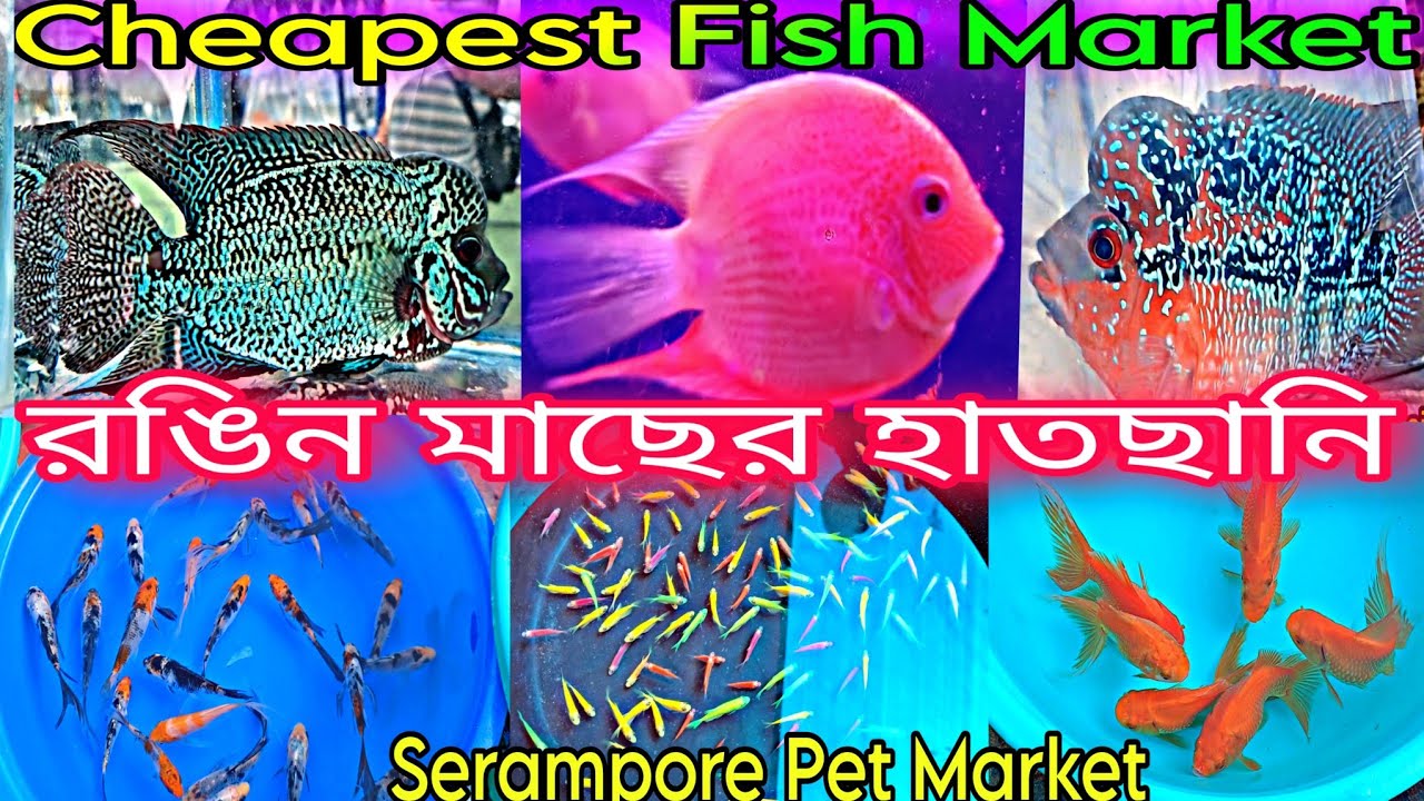 Recent Week All Aquarium Fish Price Update Serampore Fish Pet Market