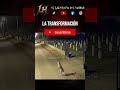 Esto no tiene explicación: perro se convierte en persona #paranormal #miedo #viral