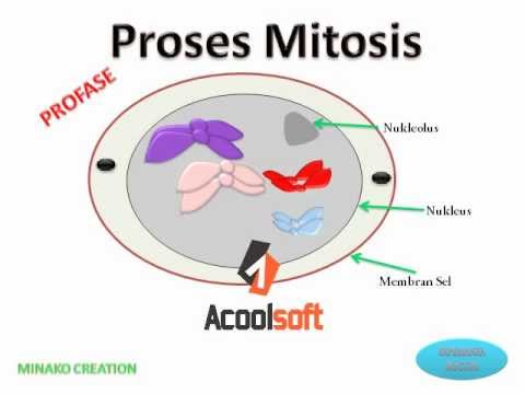 Mongosis   mitosis the game   youtube