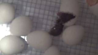 VID00068.AVI