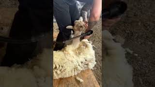 60Sec Of Gulf Coast Sheep Shearing!