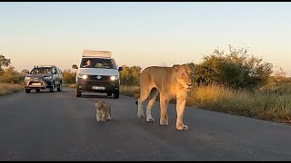 Lioness Leads Tiny Surviving Cub To Safety