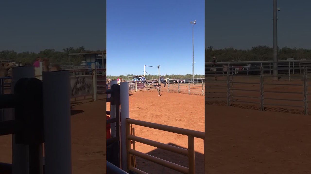 Camel kicks woman as it enters field through fence