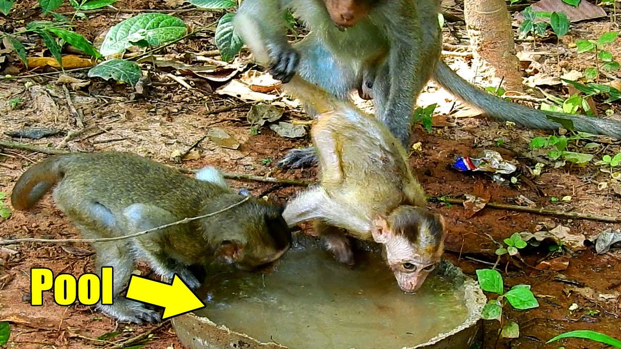 Baby Pool & Baby ELpida! Alberto Brought Elpida To Get Water That Cameraman Managed For Them.