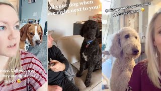 Dog React to Challenge 'Call your dog's name when it's right next '  Funny and Cute Dog's Reaction