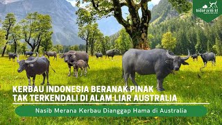 How Can Buffaloes Be Considered a Pest in Australia?