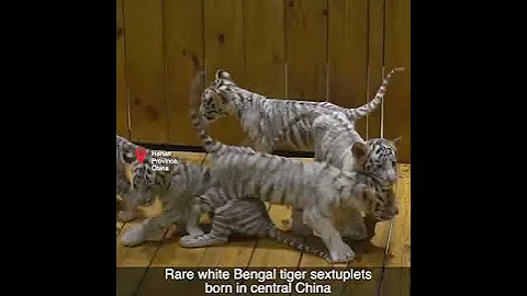 Video 7511981: white bengal tiger, rare white bengal, born bengal