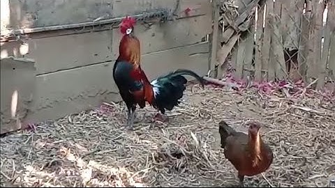 leej twg nyiam qaib qus 100%dawb pob tsheg nug tau nawb 22 /2/2021