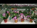 Небольшой обзор орхидей в садовом центре Планета Лета Краснодар