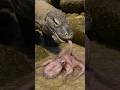 Komodo Dragon Struggles to Eat Slippery Octopus | Smart Survival Tactics