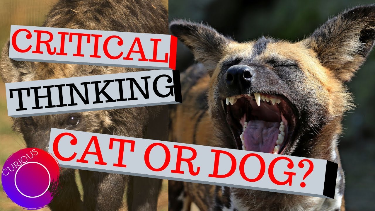 Is A Hyena A Cat Or Dog? - A Thought Experiment.