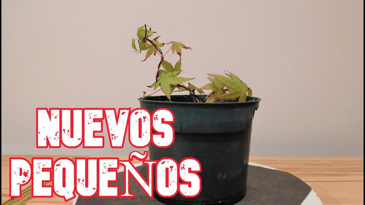 Acodo Aéreo - Acer Palmatum