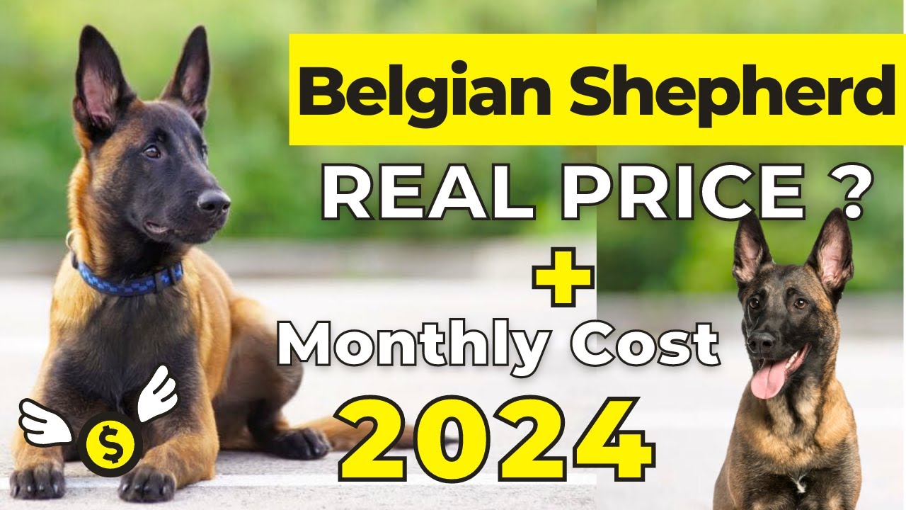 Belgian Shepherd Price In India 2024 | Belgian Malinois Price and Monthly Expenses